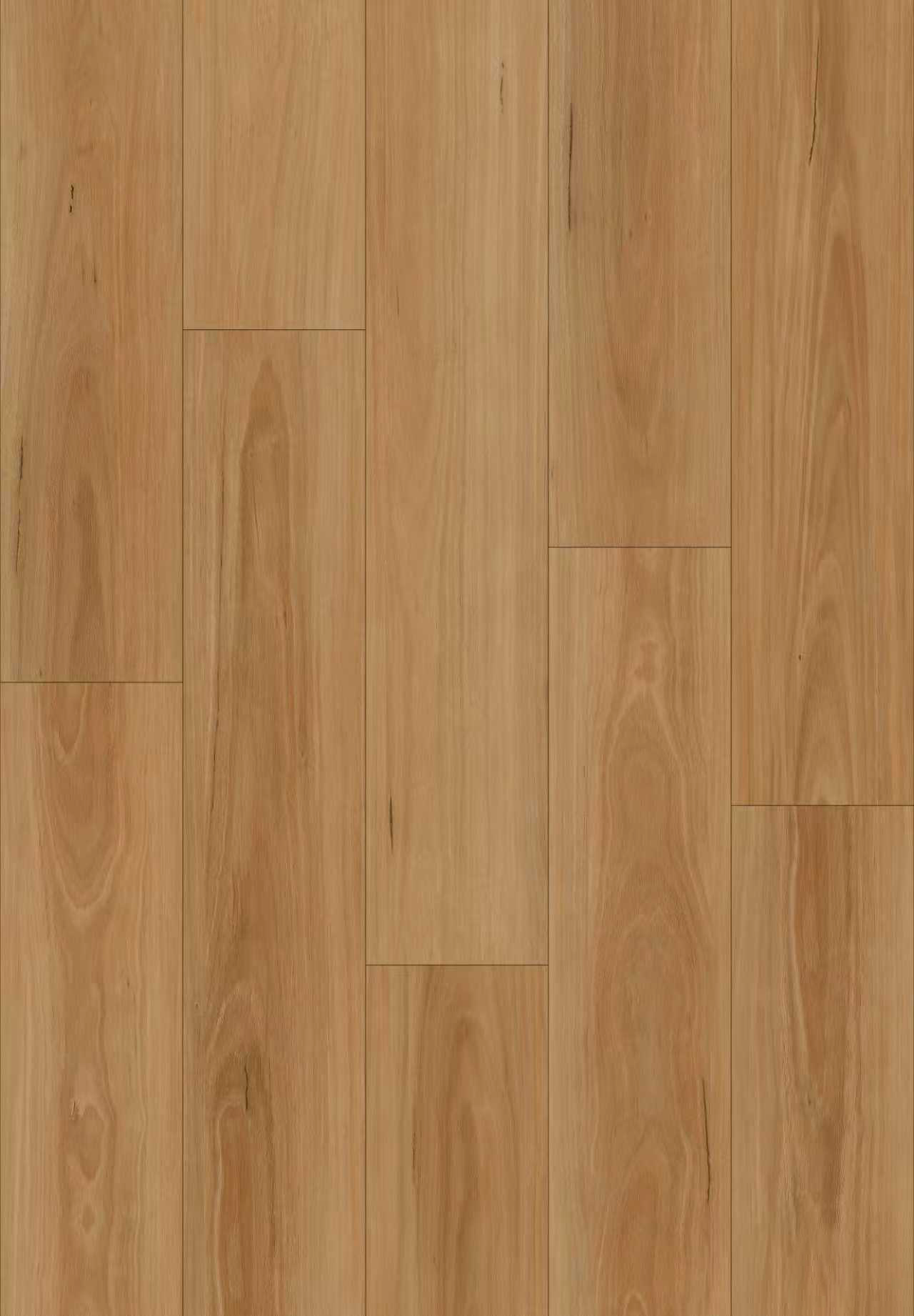 Spotted gum (BBL-017)